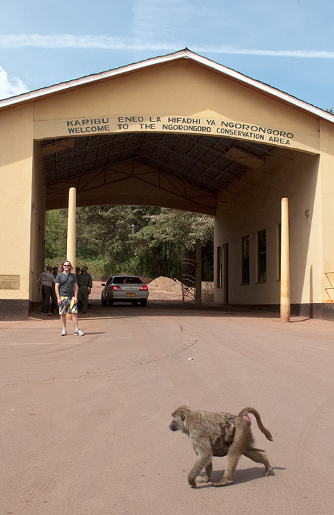 A couple of baboons