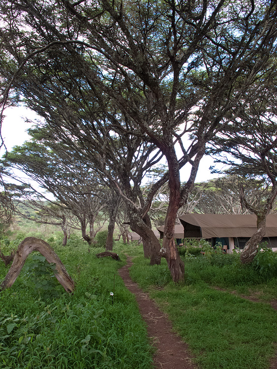 Lebala camp