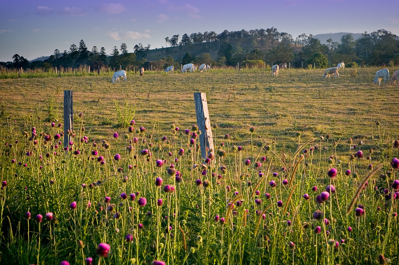 Thistles