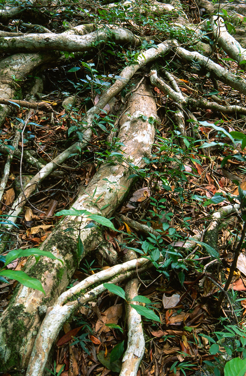 Tree Roots