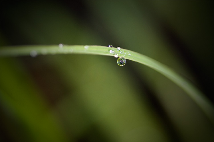 Dewdrops