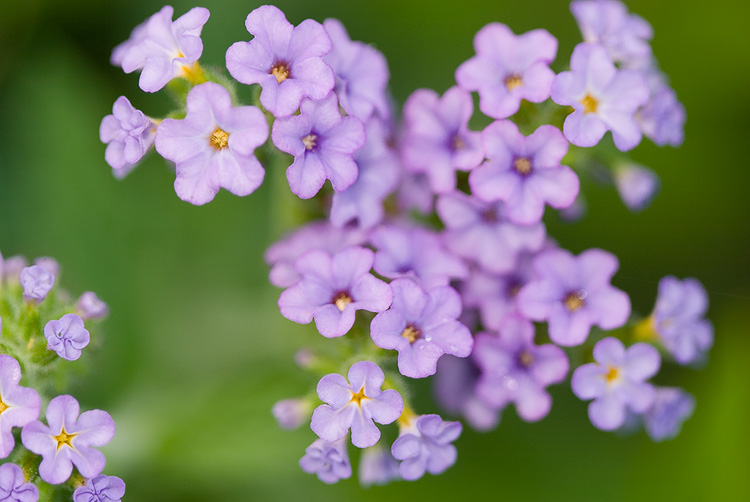 Purple blush