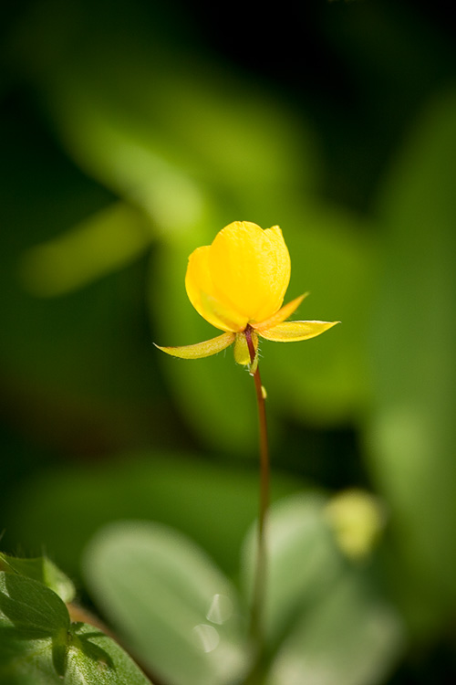 Tiny Yellow