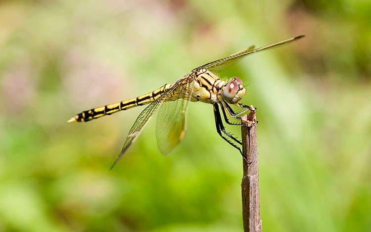 Dragonfly