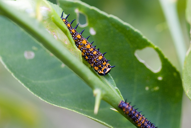Citrus Grubs