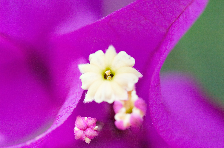 Pink Bouganvillia