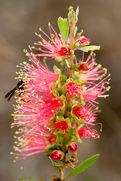 Bottlebrush