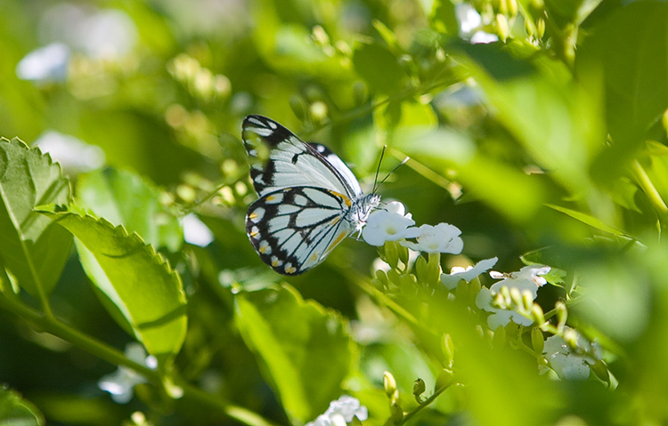 Flutterby