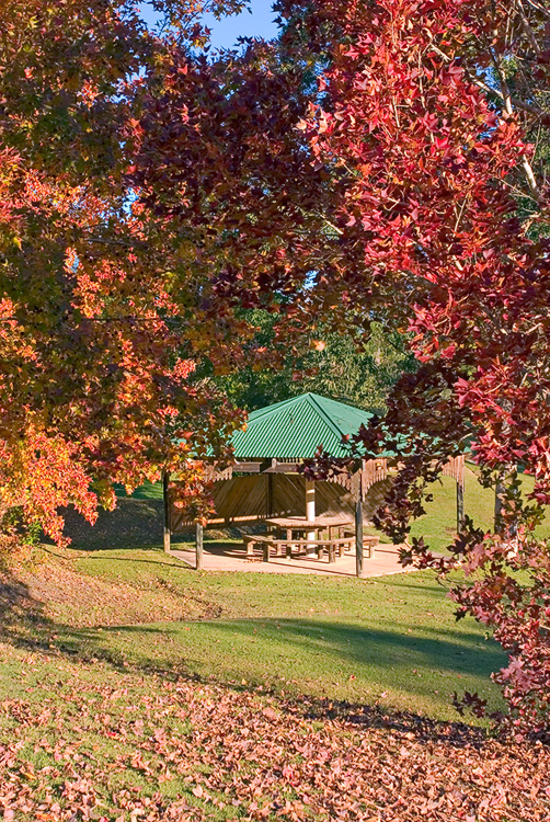 Tinbeerwah Maples