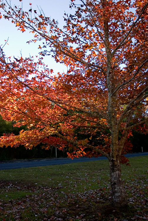 Tinbeerwah Maples