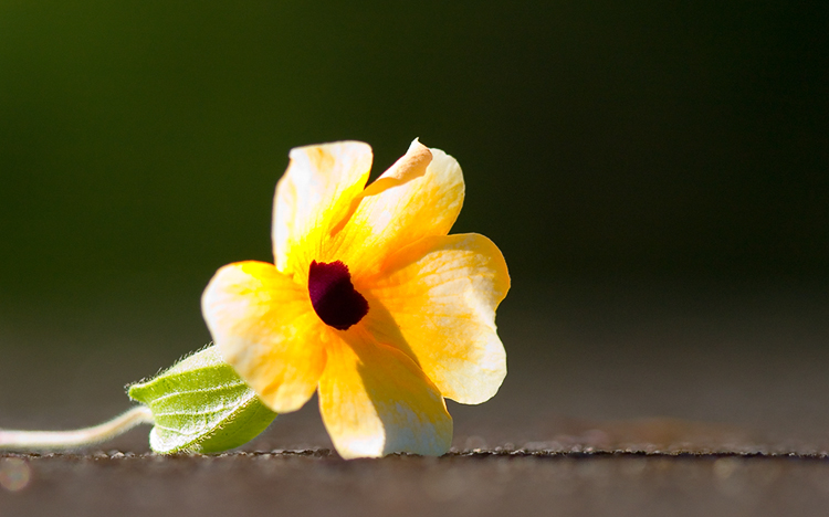 Black-eyed Susan
