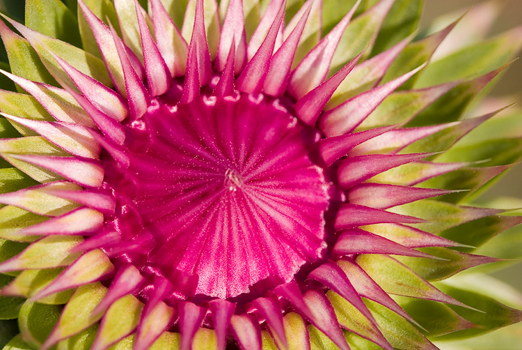 Thistle