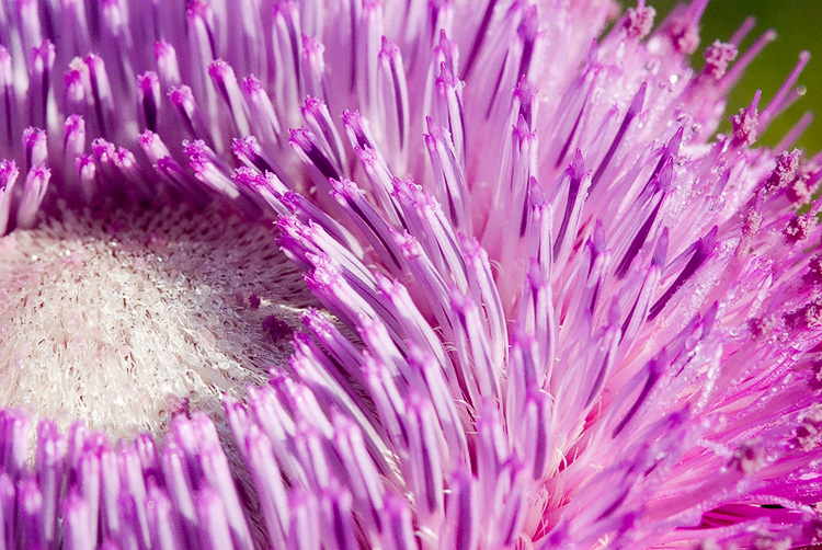 Thistle II