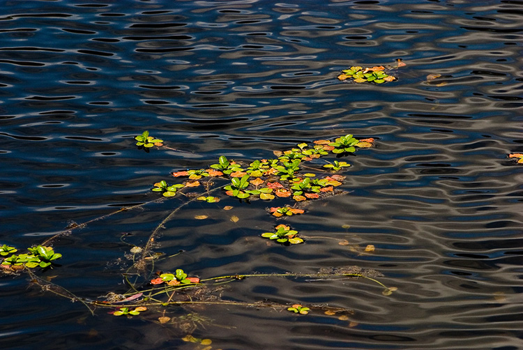 Water Weed II