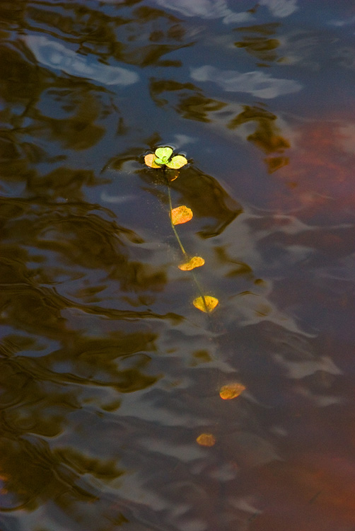 Water Weed I