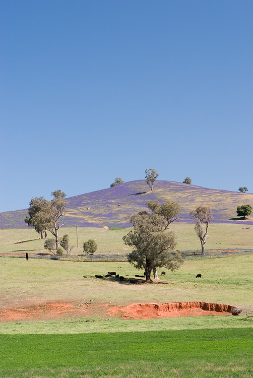 A Purple Hill