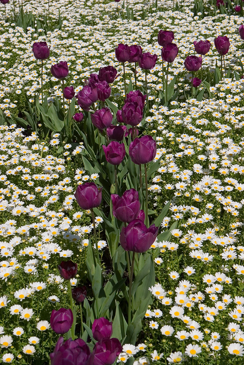 Floriade XX