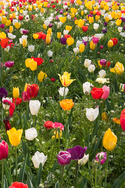 Floriade VIII