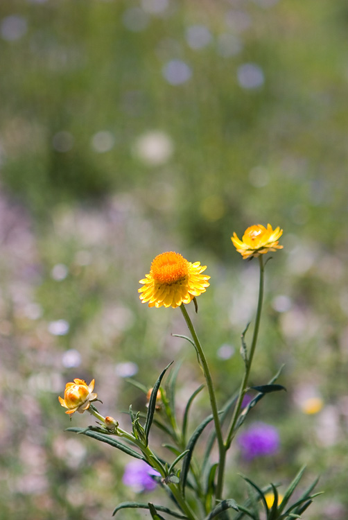 Everlasting Daisy
