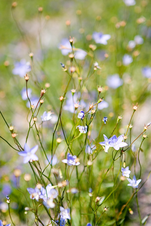 Little Blue II