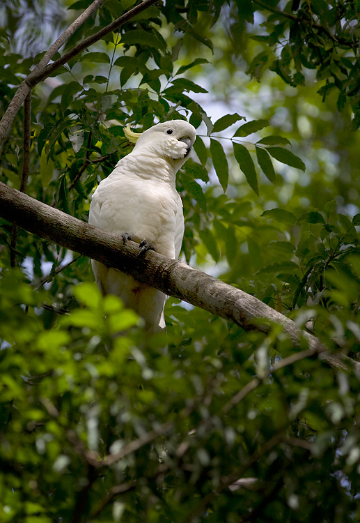 Sulphur-crested Cockatoo