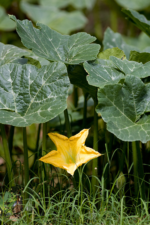 Pumpkin Flower