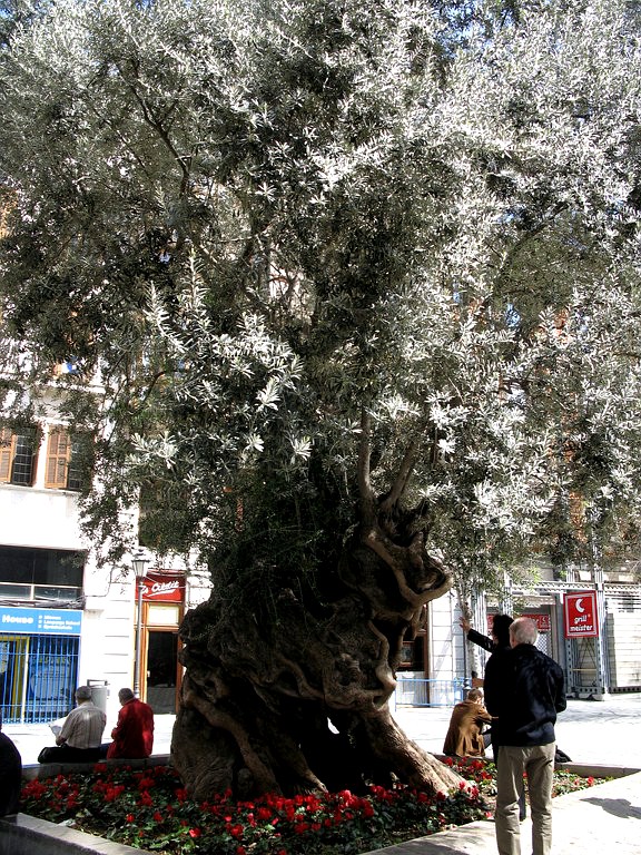 Huge Tree