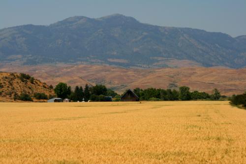 Close up of field near Heath