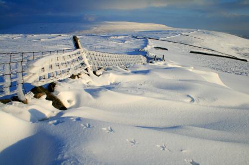 0703 bird footprints.jpg