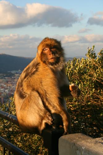 Barbary Macaque