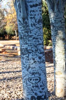 8259 Grafitti Tree Granada.jpg