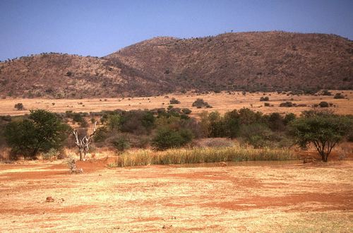 Savanna at Pilanesberg