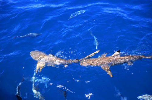 Reef Sharks by Great Barrier Reef