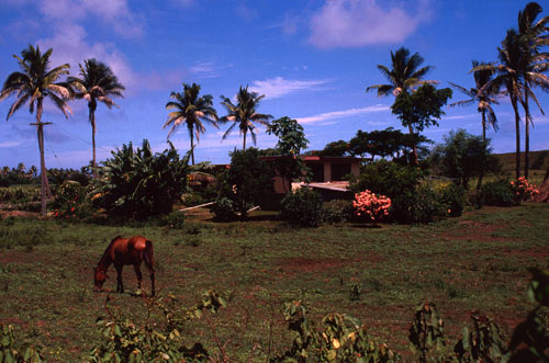 A rural house near Sigatoka