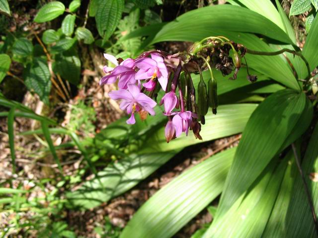 Orchids at Lava Tree monument Picture 075.jpg
