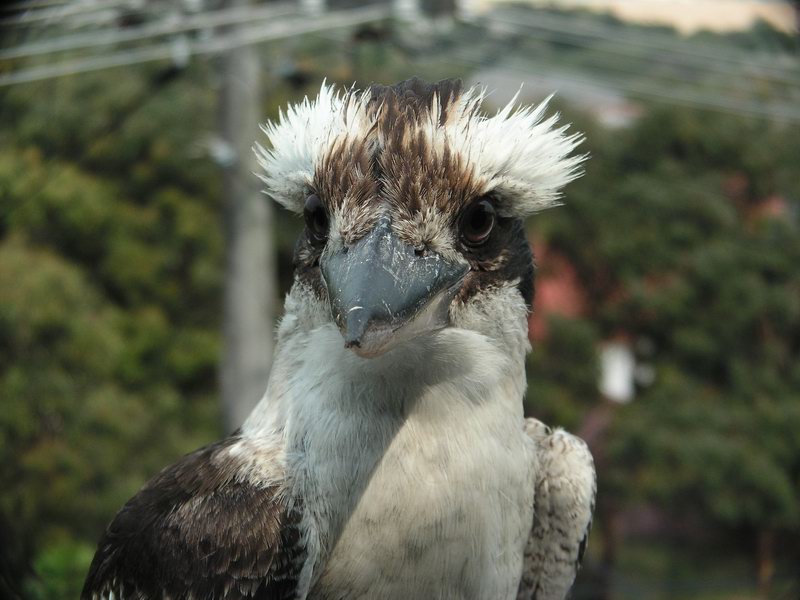 Kookaburra0012.JPG