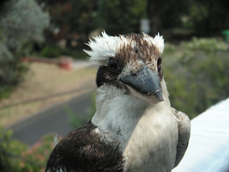 Kookaburra0014.JPG