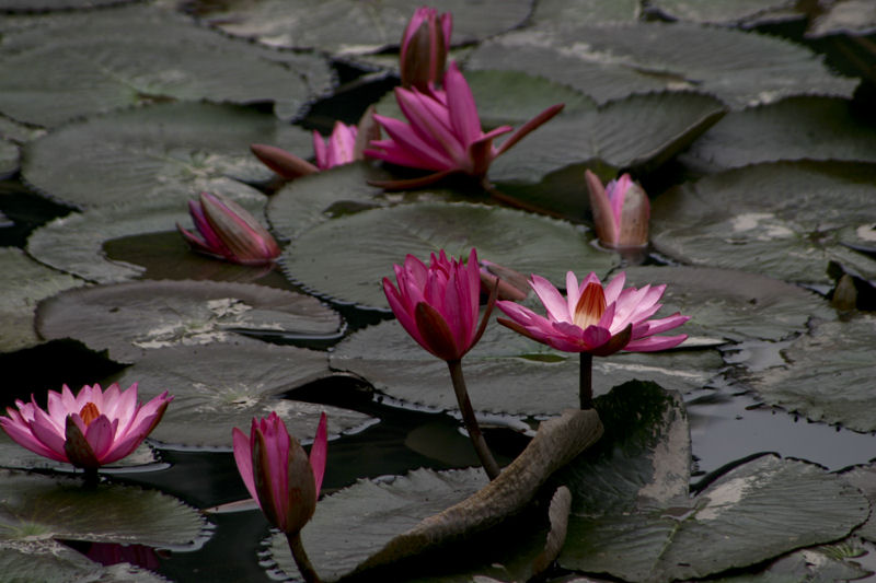 Hanoi 2006