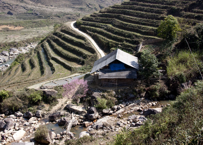 Rice paddies in Cầu My