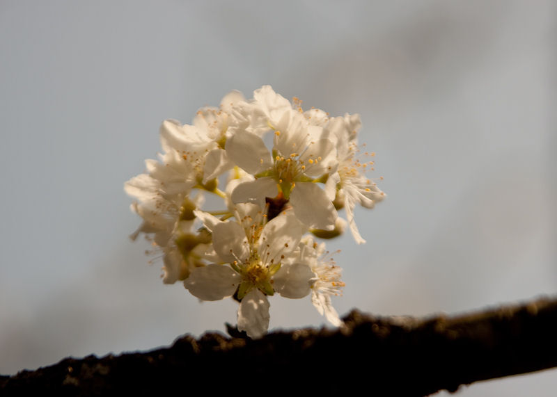 Plum Blossoms at Hm Rồng (Dragon Jaw Mountain)