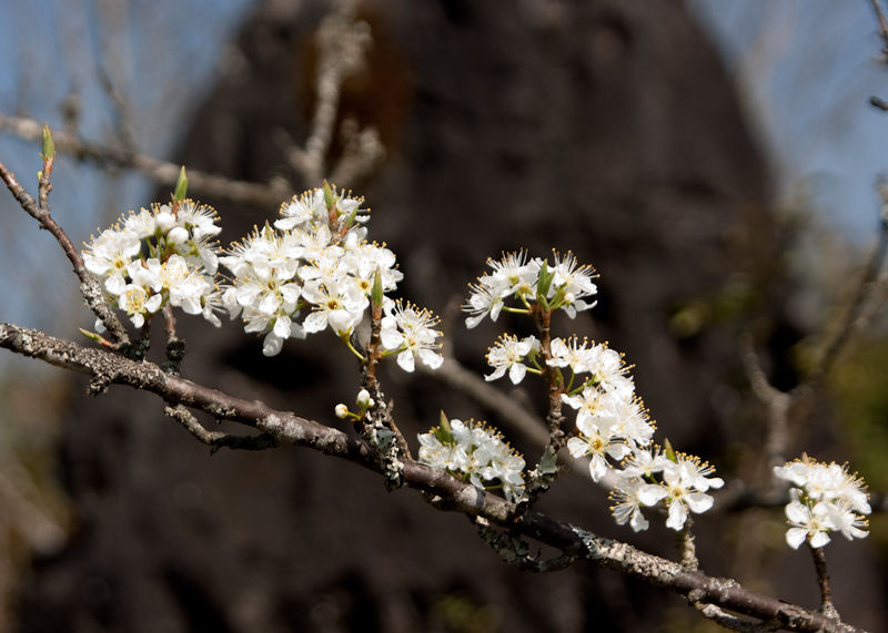 Apple Blossums at Hm Rồng (Dragon Jaw Mountain)