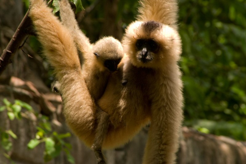 Saigon Zoo