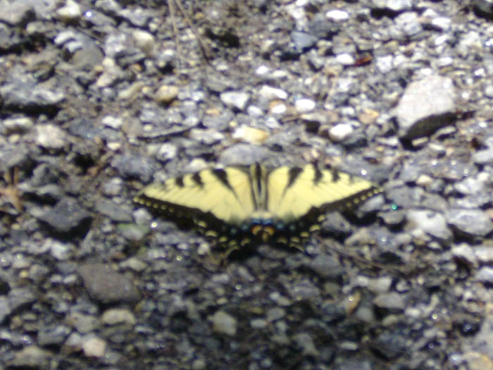 (D) Darias butterfly