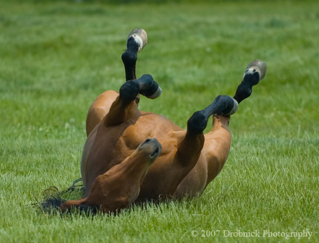 Ok boy, now roll over!