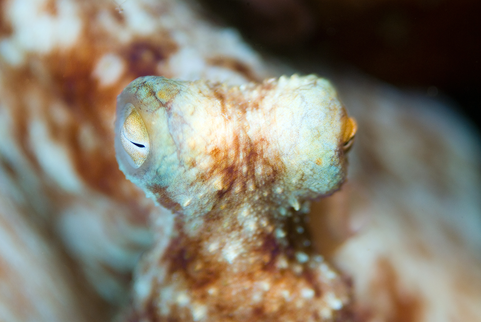 Caribbean Reef Octopus