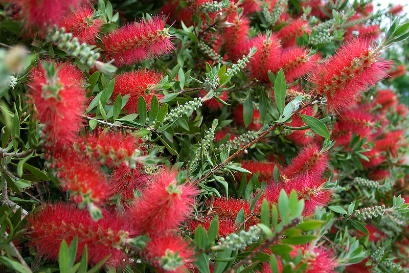 Bottlebrush 04/10