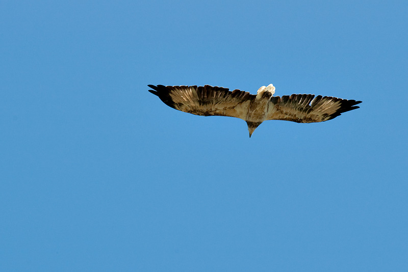 Passing Raptor 06/02