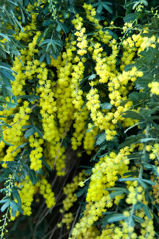Wattle 11/08