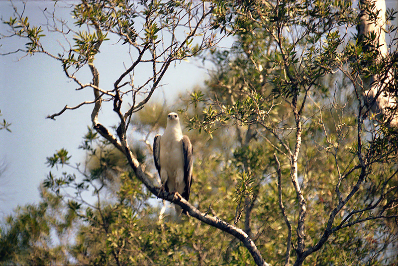 White Bellied Sea Eagle