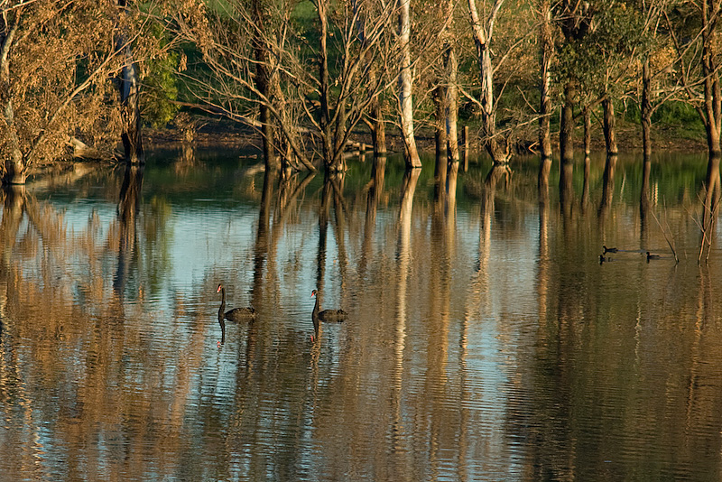 Swans On The Flood